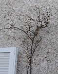 Rosier 2, Morceau 2