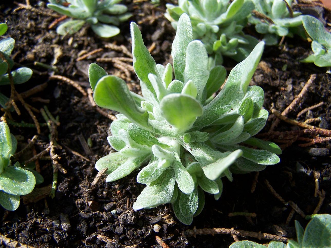 plante.JPG