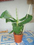 DSC02381.JPG