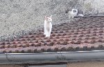 100_3735.jpg