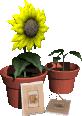 jardin1.gif