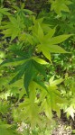 Acer palm.Kagero