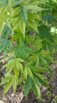 Acer palm.Kagero