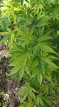 Acer palm.Kagero