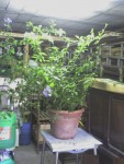 Photo 0021.jpg