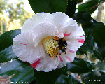 DSC08750-1.JPG