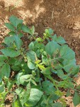 thumbnail_20210517_092437.jpg