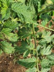 thumbnail_20210517_092453.jpg