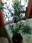 Photo003.jpg
