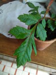 image0000001.jpg