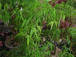 acerp-kotonoito_210425a.jpg