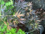 'hinode niskiki' : quelques feuilles grignotées