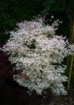 acer Ukigumo