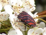 Graphosoma italicum punaise.JPG