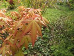 acerp-redwine_210417a.jpg