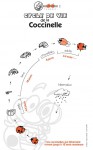 coccinelles.jpg