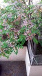 20210520_075356.jpg