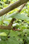 Le frelon, l' abeille et pucerons.JPG