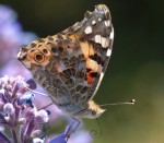 Vanessa cardui, La Belle-Dame 1.JPG