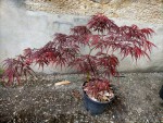 IMG20210420175142.jpg