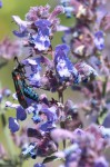 Zygaena filipendulae 2021.JPG