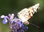 Vanessa cardui, La Belle-Dame 3.JPG