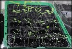 derniere levée pour les tomates