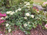 IMG20210524162525rhodo goulay.jpg