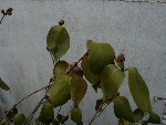 DSC09426.JPG