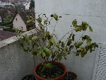 DSC09425.JPG