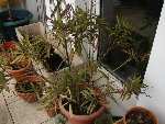 DSC09428.JPG
