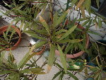 DSC09429.JPG