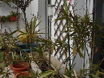 DSC09427.JPG