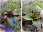 Collage_20210530_145508.jpg