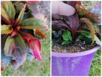 Collage_20210530_145605.jpg