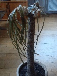 Plante dans son ensemble