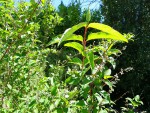 Id arbre 01A.jpg