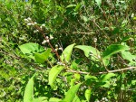 Id arbre 01B.jpg