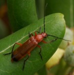 Cantharide, Rhagonycha fulva.JPG