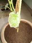 IMGP0540.JPG