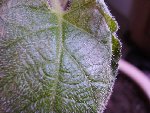 IMGP0548.JPG