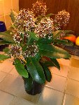 Quand je l'ai eu il y a une semaine, la plante avait déjà toutes ses fleurs de tombées.
