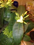 plante2a.jpg