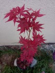 'Ruby Stars'