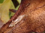 Larve de Syrphe  Episyrphus balteatus.JPG
