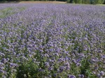 Phacelia tanacetifolia 1.JPG