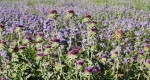 Carduus nutans & Phacelia tanacetifolia.JPG