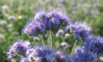 Phacelia tanacetifolia 2.JPG