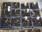 les tomates coeur de boeuf