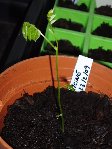 glycine.jpg